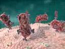 3D Medical Animation:  Antibody Immune Response
